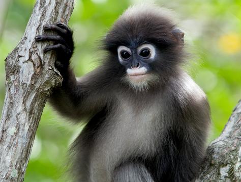 lutung langur hewan langka khas bekasi